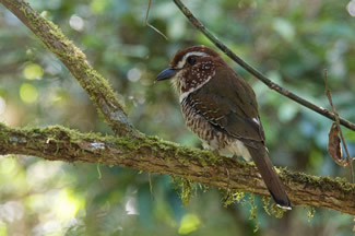 Gebandeerde grondscharrelaar - Brachypteracias leptosomus